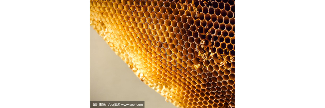The Bee's Answer: What the Hexagon Teaches About Structure, Economy and Geometric Energy (October 2026)